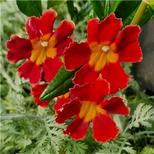 Mimulus 'Mai Tai Red'